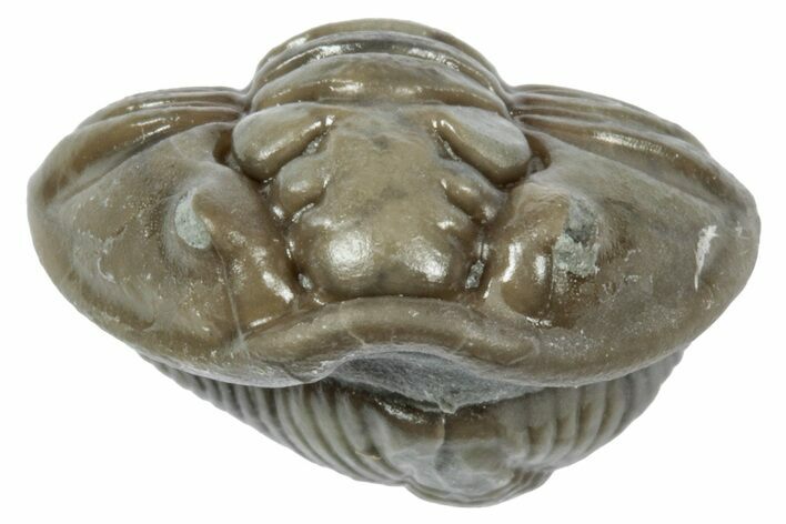 Wide Enrolled Flexicalymene Trilobite - Mt Orab, Ohio #358132